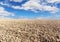 Soil preparation, planting and blue sky