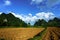 Soil on rice field after harvesting season with mountain and blue sky in Vietnam