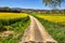 Soil road between the colza filrs at spring