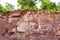 Soil and rock under tree