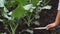Soil spud for broccoli -brassica oleracea- plants