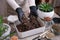 soil substrate preparation for transplanting houseplants on concrete background