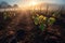 soil surface in vineyards, orchards, and horticultural fields, on misty and foggy conditions during early morning before sunrise.