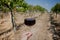 Soil for vine bushes and glass of wine in a hand. Wineglass and grapevine at rural landscape