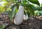 In the soil, white eggplant grows