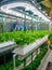 Soilless culture of vegetables under artificial light. Organic hydroponic vegetable garden. LED light Indoor farm