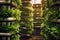 soilless growing medium and plants in a vertical farming system