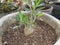 Soils money plant in the pot.Plant in pot with root..potted plant