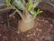 Soils money plant in the pot.Plant in pot with root..potted plant