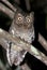 Sokoke-dwergooruil, Sokoke Scops-Owl, Otus ireneae