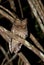 Sokoke Scops-Owl, Sokoke-dwergooruil, Otus ireneae