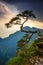 Sokolica peak in Pieniny Mountains with a famous pine at the top