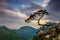 Sokolica peak in Pieniny Mountains with a famous pine at the top