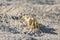 Sokotra, Yemen, hermin crab on the sand on the island of Socotra