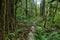 Sol Duc falls trail forest