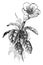 Solandra Grandiflora vintage illustration