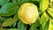Solandra maxima also known as Hawaiian Lilly, Golden chalice vine