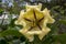 Solandra maxima detail of blooming large flower