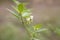 Solanum americanum or black nightshade