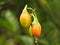 Solanum aviculare (Kangaroo Apple)