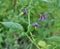 Solanum bittersweet (Solanum dulcamara) grows in nature