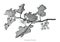 Solanum branch clip art hand drawing engraving illustration