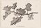 Solanum branch clipart hand drawing engraving illustration on vi