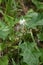 Solanum carolinense flowers