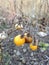 Solanum Carolinense Plant with Fruit in the Fall.