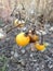 Solanum Carolinense Plant with Fruit in the Fall.