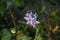 The Solanum crispum flowers