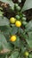 Solanum diphyllum fruit in the garden from Banyuwangi East Java Indonesia