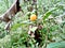 Solanum diphyllum a pretty little one that looks like an orange