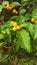 Solanum diphyllum or Twoleaf Nightshade
