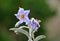 Solanum elaeagnifolium, the silverleaf nightshade