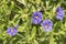 Solanum flowers