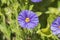 Solanum flowers