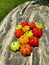 Solanum integrifolium. Solanaceae, Solanum. Colorful tomatoes that looks like pumpkin.