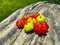 Solanum integrifolium. Solanaceae, Solanum. Colorful tomatoes that looks like pumpkin. 7 cute little tomatoes.