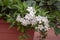 Solanum jasminoides white flowering plant, beautiful flowers in bloom