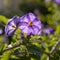 Solanum is large and diverse genus of flowering plants, which include three food crops of high economic importance: the potato,