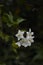 Solanum laxum blossom