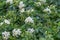 Solanum laxum, Solanum jasminoides, commonly, potato vine, potato climber, jasmine nightshade. Evergreen ornamental garden plant