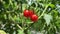 Solanum Lycopersicum cerasiforme or cherry tomato ready to harvest