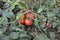 Solanum lycopersicum, herbaceous plant, genus Solanum