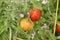 Solanum lycopersicum, tomato