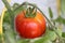 Solanum lycopersicum, tomato