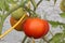 Solanum lycopersicum, tomato