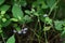 Solanum lyratum