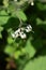 Solanum lyratum flowers and berries